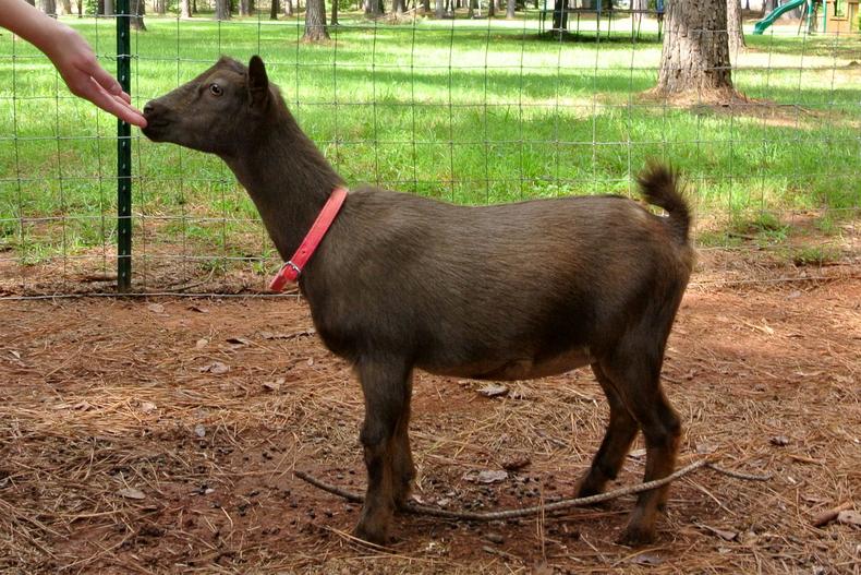 The Nigerian Dwarf is the smallest goat breed in the world [TCW]