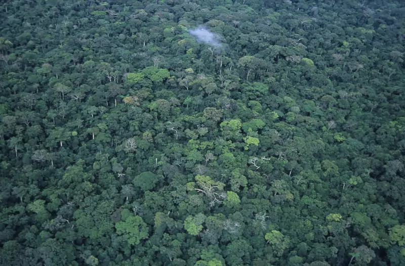 Las Równikowy w dorzeczu Kongo pochłania coraz mniej CO2