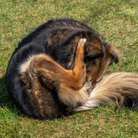 Miért nyalogatja a kutyám a hátsóját? Ebben az esetben érdemes orvoshoz vinni