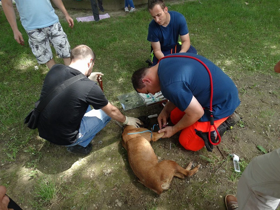 Iz vode izvukli na desetine domaćih životinja i kućnih ljubimaca