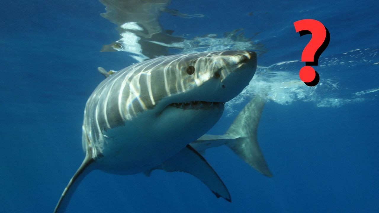 Prečo v akváriách nenájdeme veľké biele žraloky?