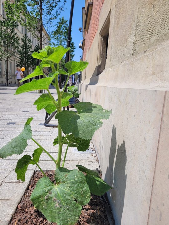 Festyn na Krupniczej