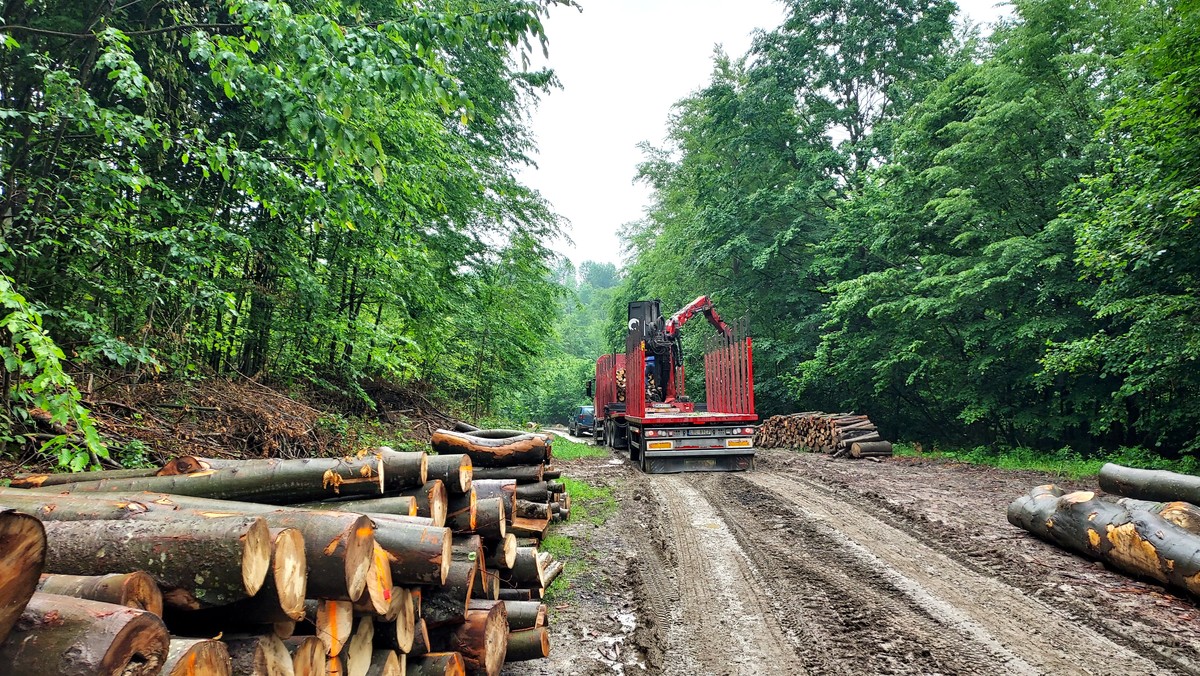 Rozbili blokadę aktywistów w Puszczy Karpackiej. Wjechał ciężki sprzęt