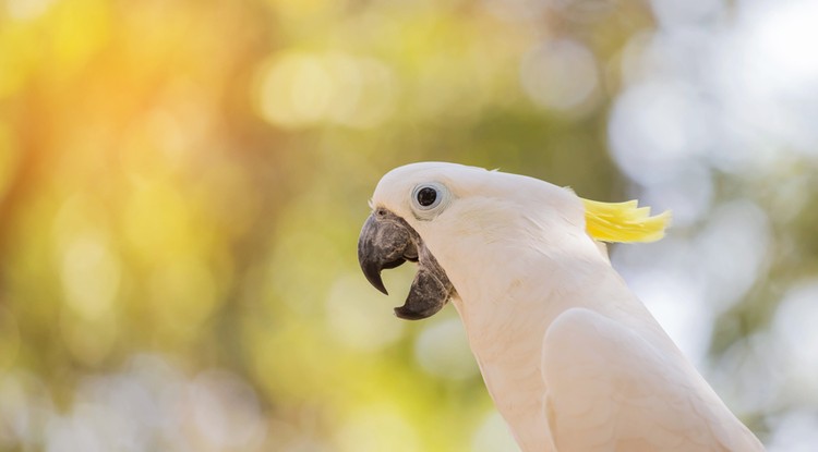 Cockatoo