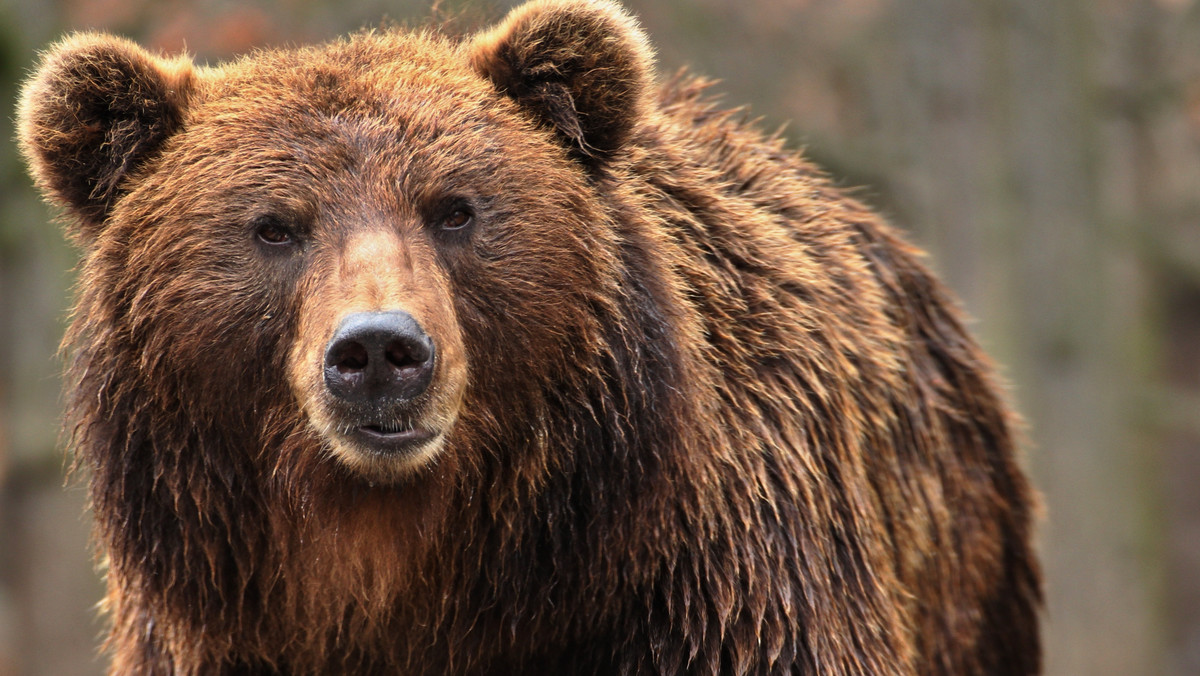 Wielka Brytania. Zastrzelono dwa niedźwiedzie z zoo w Luton