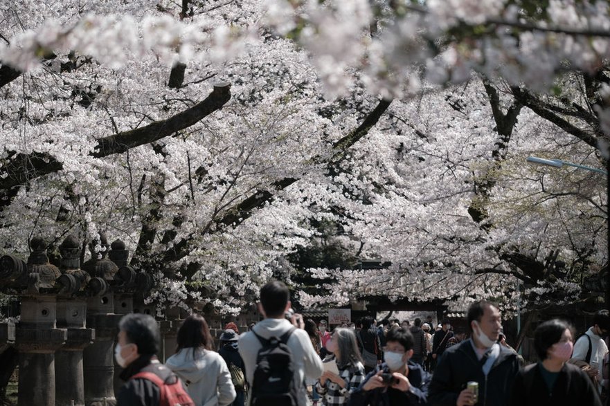 Park Ueno w Tokio / fot. Bloomberg/Getty Images