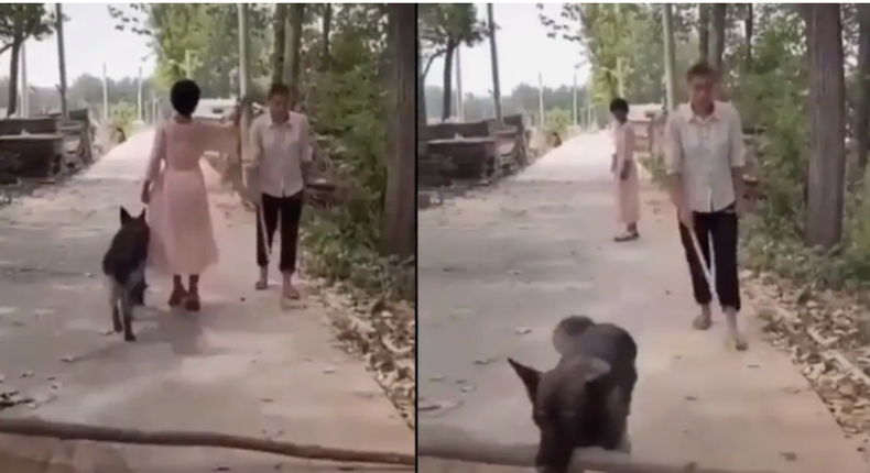 Woman mocks and passes by blind man but her dog removes log from road to save him (video)