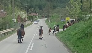 Konji terorišu meštane Meljanice kod Kraljeva
