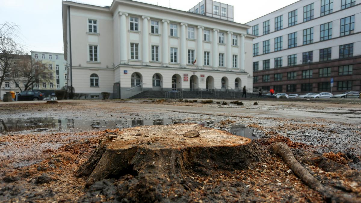Wyciete drzewa w Warszawie
