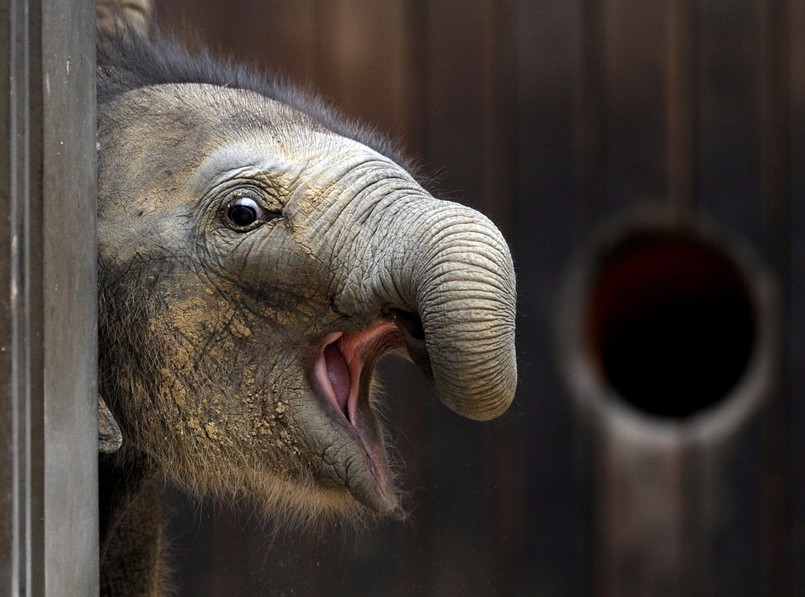 Słodkie słoniątka atrakcją zoo