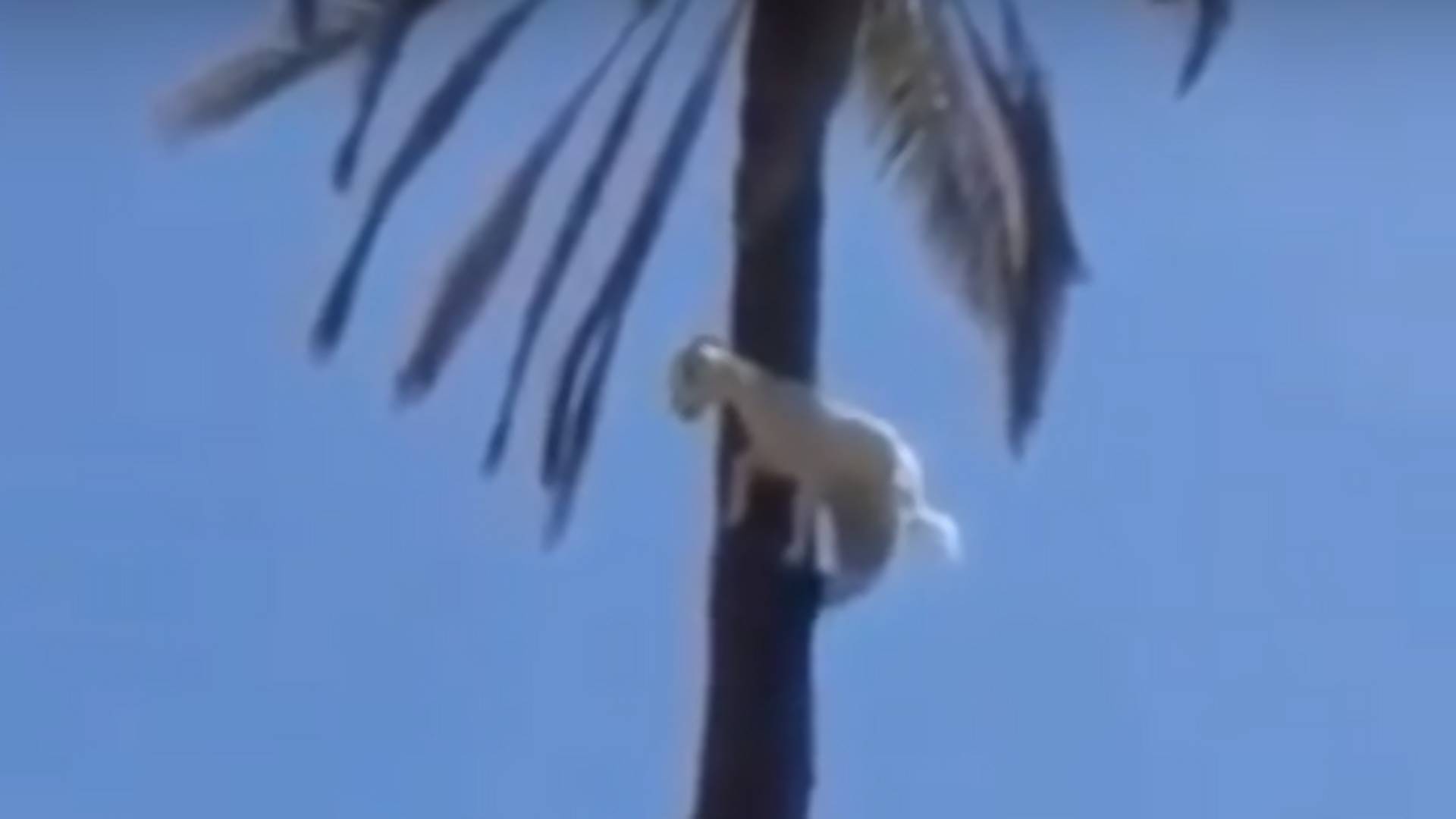 Koza wspięła się na szczyt palmy. To i tak nie wszystko, na co stać te zwierzęta