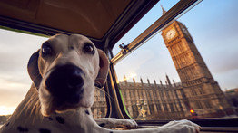 Bliccelő kutyák: elárulta a BKV, tavaly hány eb lógott a buszokon