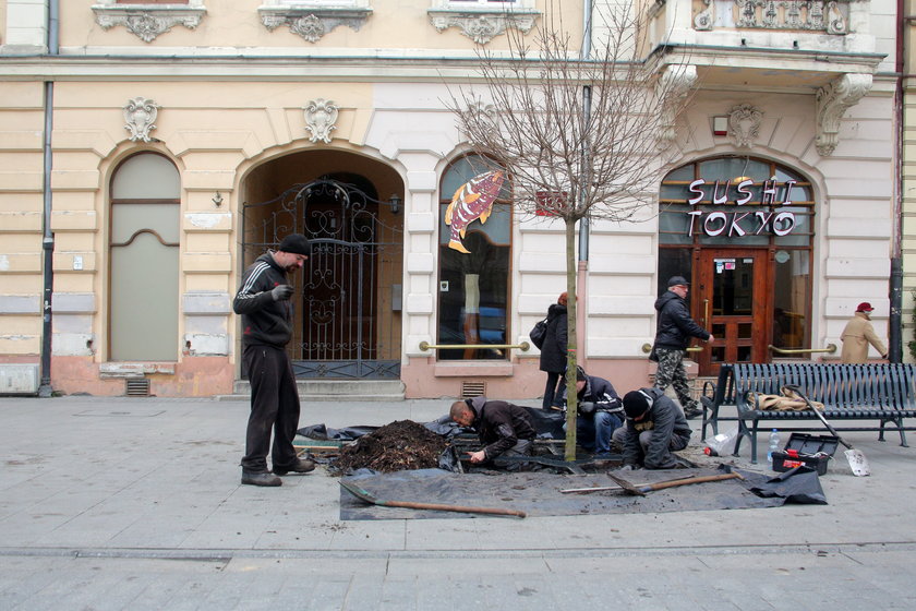 wymieniają zeschnięte klony an piotrkowskiej