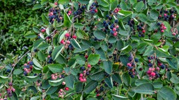 hamują starzenie i mają więcej potasu niż banany. są zdrowsze od borówek. mało kto zna ten krzew