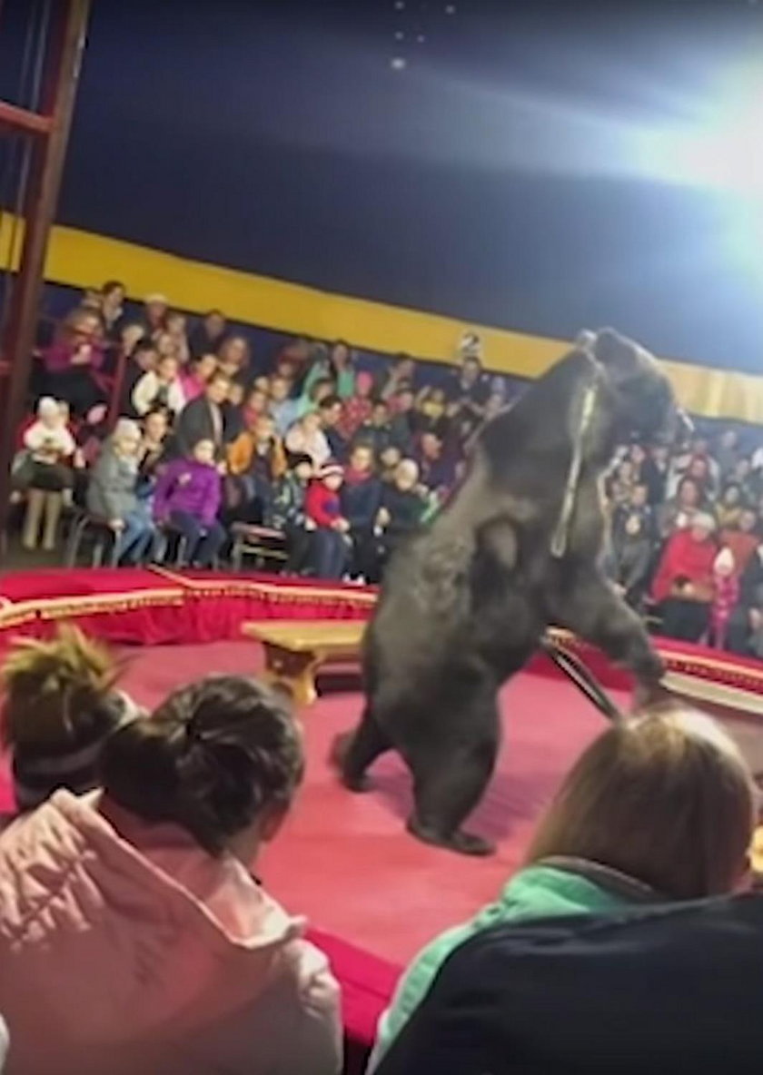 Rosja: niedźwiedź zaatakował trenera podczas występu w cyrku