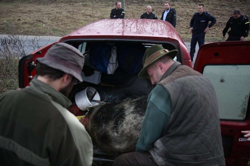 Wściekły dzik ranił dwie osoby w Krakowie