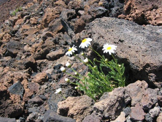 Galeria Hiszpania - Pico del Teide - inne oblicze Teneryfy, obrazek 17