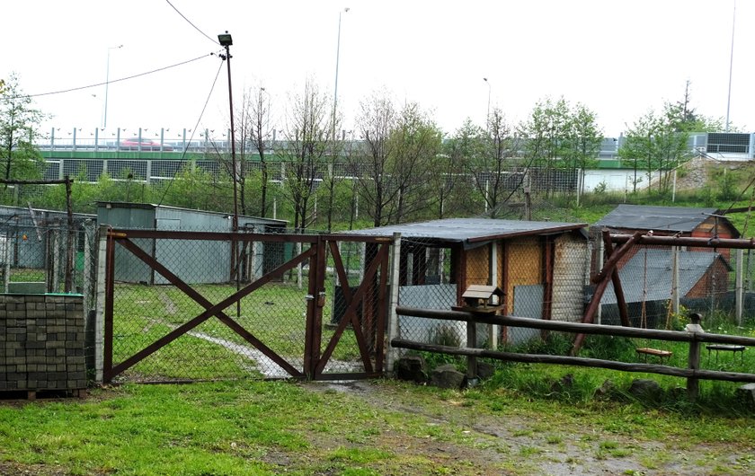 Białe kangury zostały skradzione z zagrody w Bielsku