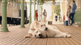 Coraz więcej czworonogów podróżuje pociągami w Polsce. PKP ujawnia dane i chwali się innowacjami