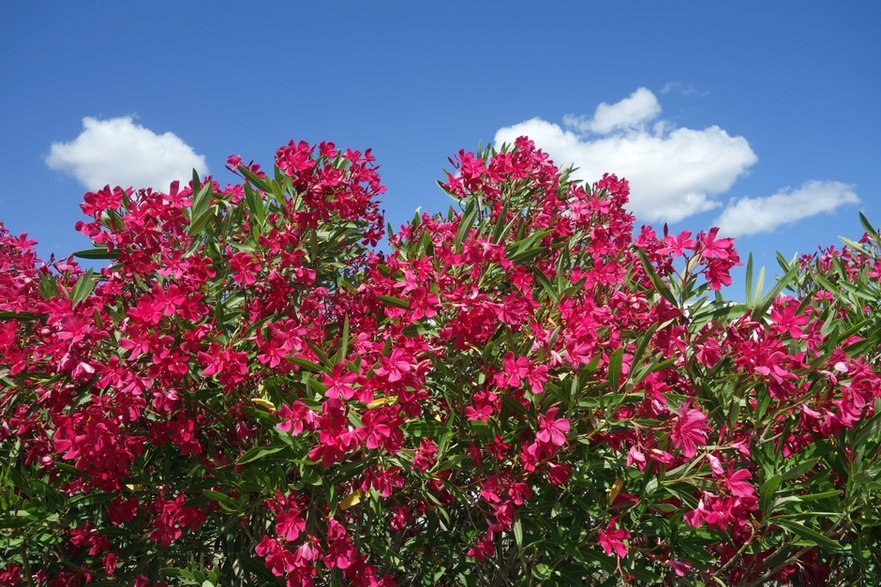 Oleander wymaga intensywnego nawadniania - Elke Hötzel/stock.adobe.com