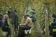 Grape Harvest begins At UK'S Award Winning Vineyard