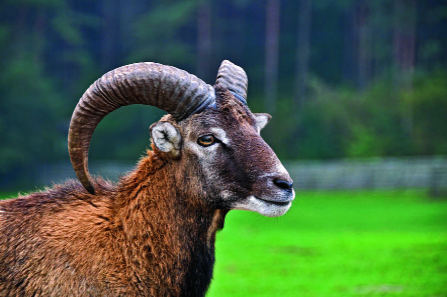Po drodze do „jeziorka francuskiego” można spotkać muflony, najmniejsze z dzikich owiec, które sprowadzono tu na początku XX wieku z Korsyki.