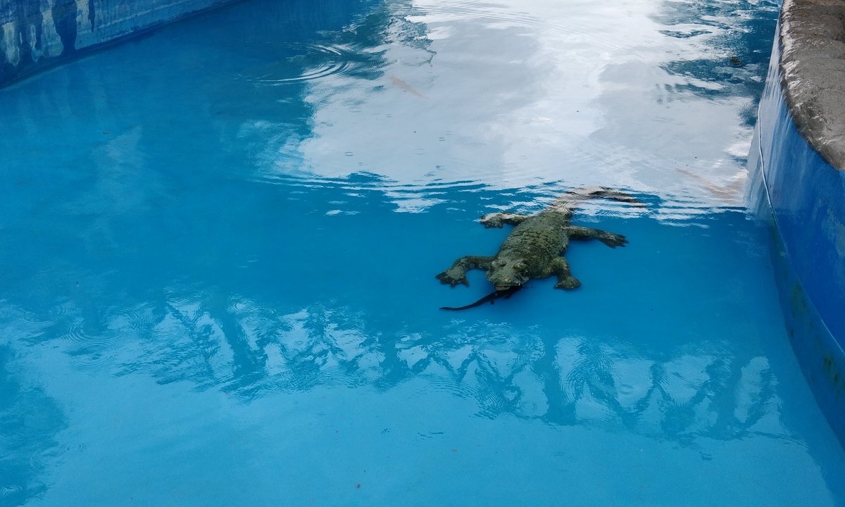 Zbiorowa psychoza we włoskim miasteczku. Wystraszyli się plastikowego krokodyla