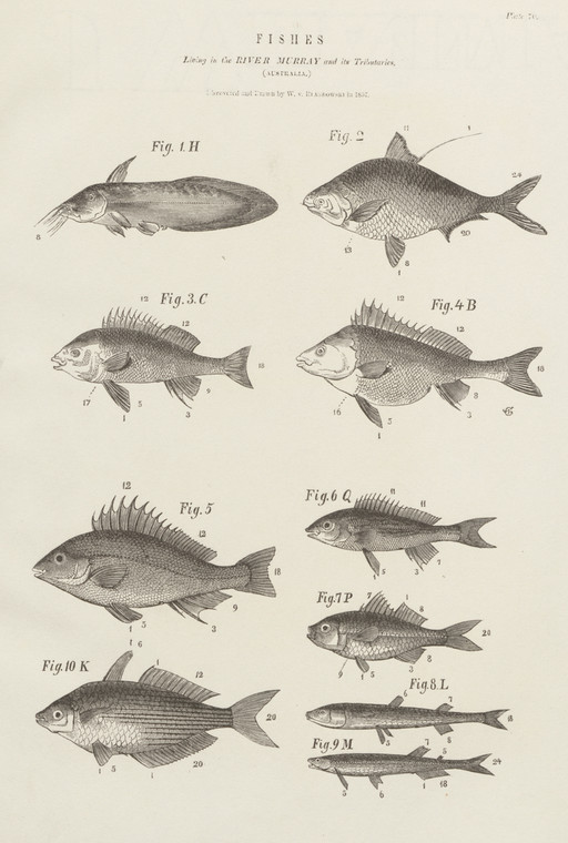 Rycina z albumu Wilhelma von Blandowskiego "Australia w 142 ilustracjach fotograficznych"