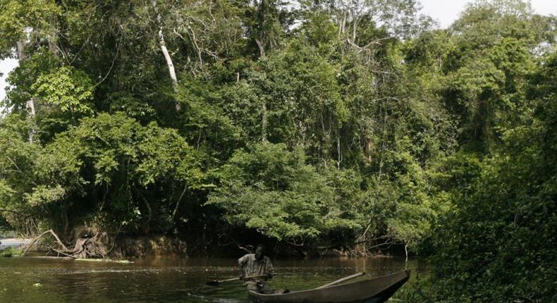 forêt ivoirienne