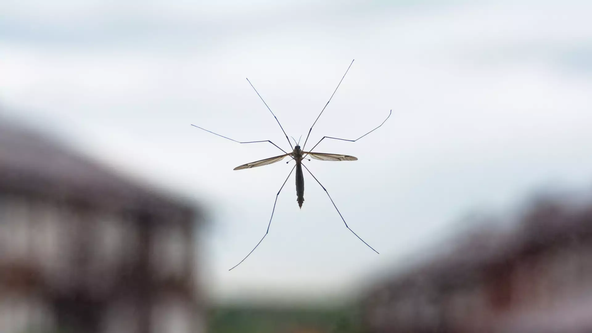 Trzy sposoby na komary w domu. Który z nich najlepszy?