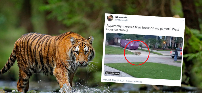 Po podwórku w Teksasie spacerował tygrys. Mieszkańcy byli oburzeni