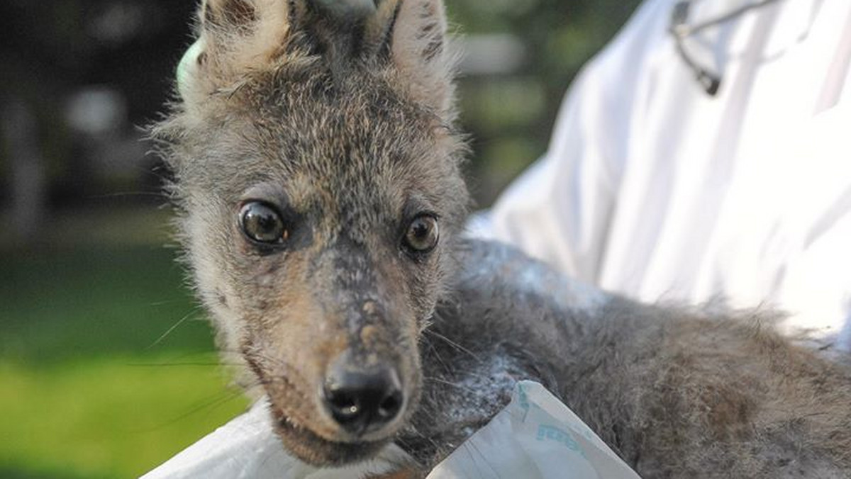 Poznań: Zoo przygarnie wilka. Zdjęcia