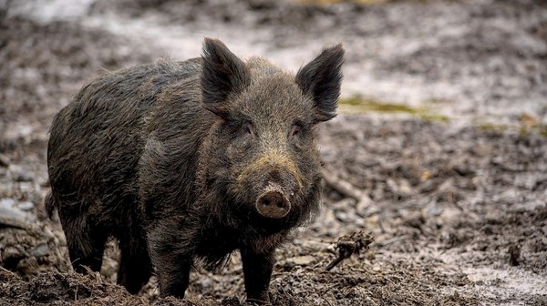 W Krakowie może żyć nawet 1,5 tys. dzików, szacują urzędnicy