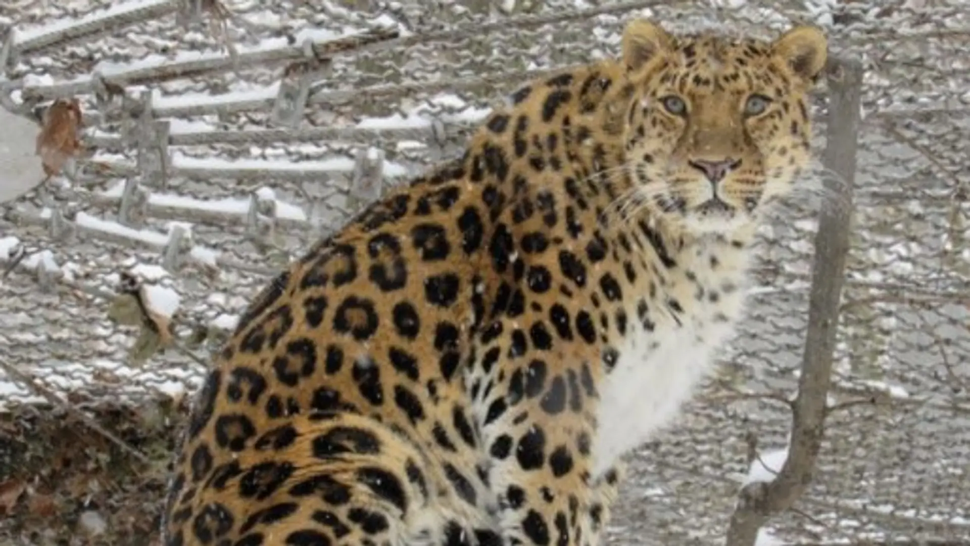 Zwierzęta z zoo w Ukrainie zagrożone głodem. Internauci ruszyli na pomoc