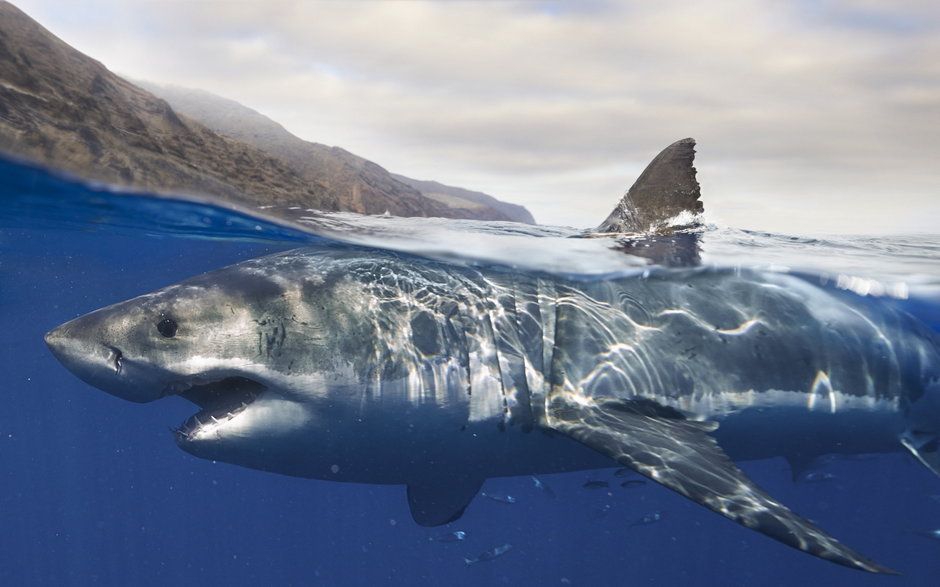 Żarłacz biały uchodzi za jednego z najgroźniejszych rekinów na świecie / fot. Allan Davey/Getty Images