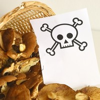 Életveszélyben van, ha ezt észleli gombaevés után: ilyen tüneteknél azonnal hívjon orvost!