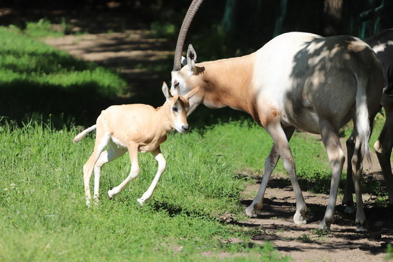 Młoda samica oryksa szablorogiego w gdańskim zoo