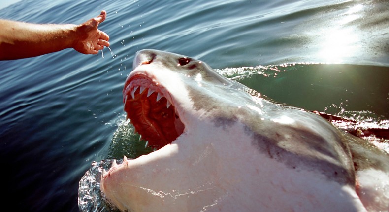 A Great White Shark surfaces from the water near a persons outstretched hand.Education Images/Universal Images Group/Getty Images