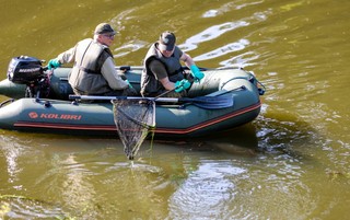 1,5 mln ton martwych ryb. Złota alga nie zginęła
