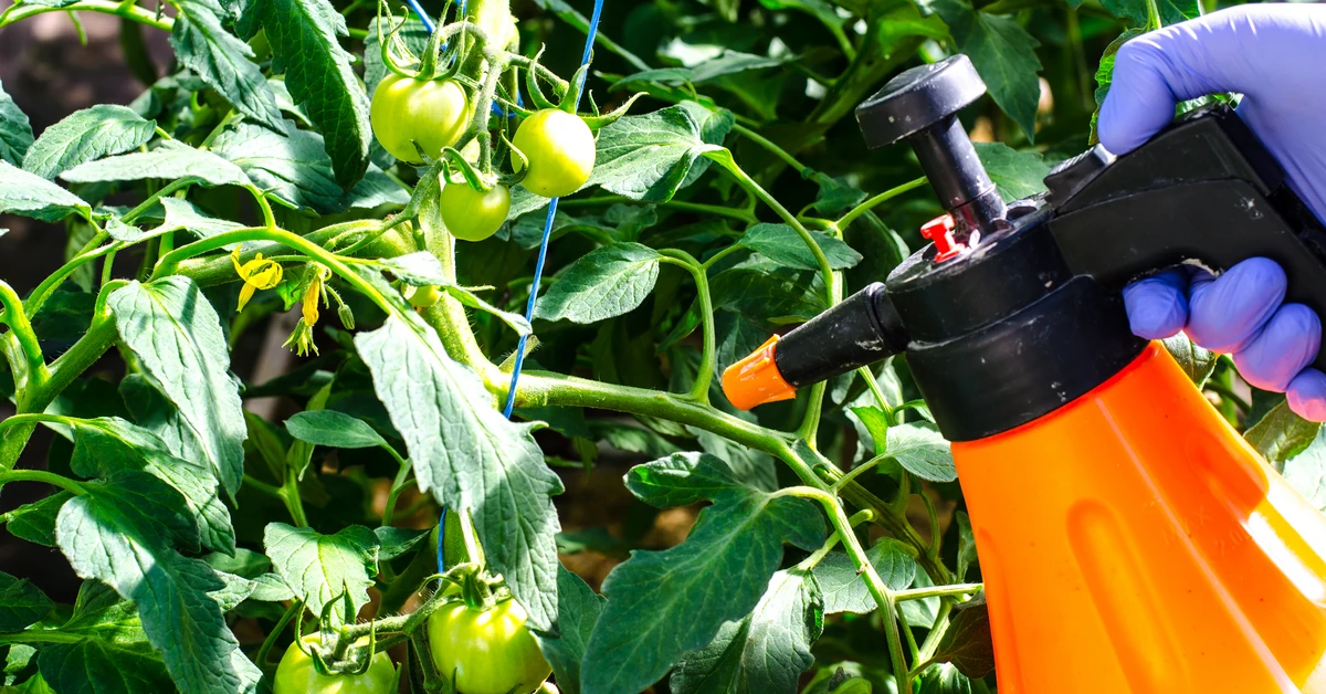 Oprysk z jodyny na pomidory i ogórki - jak zrobić oprysk z jodyny? Ile jodyny na 10 litrów wody?