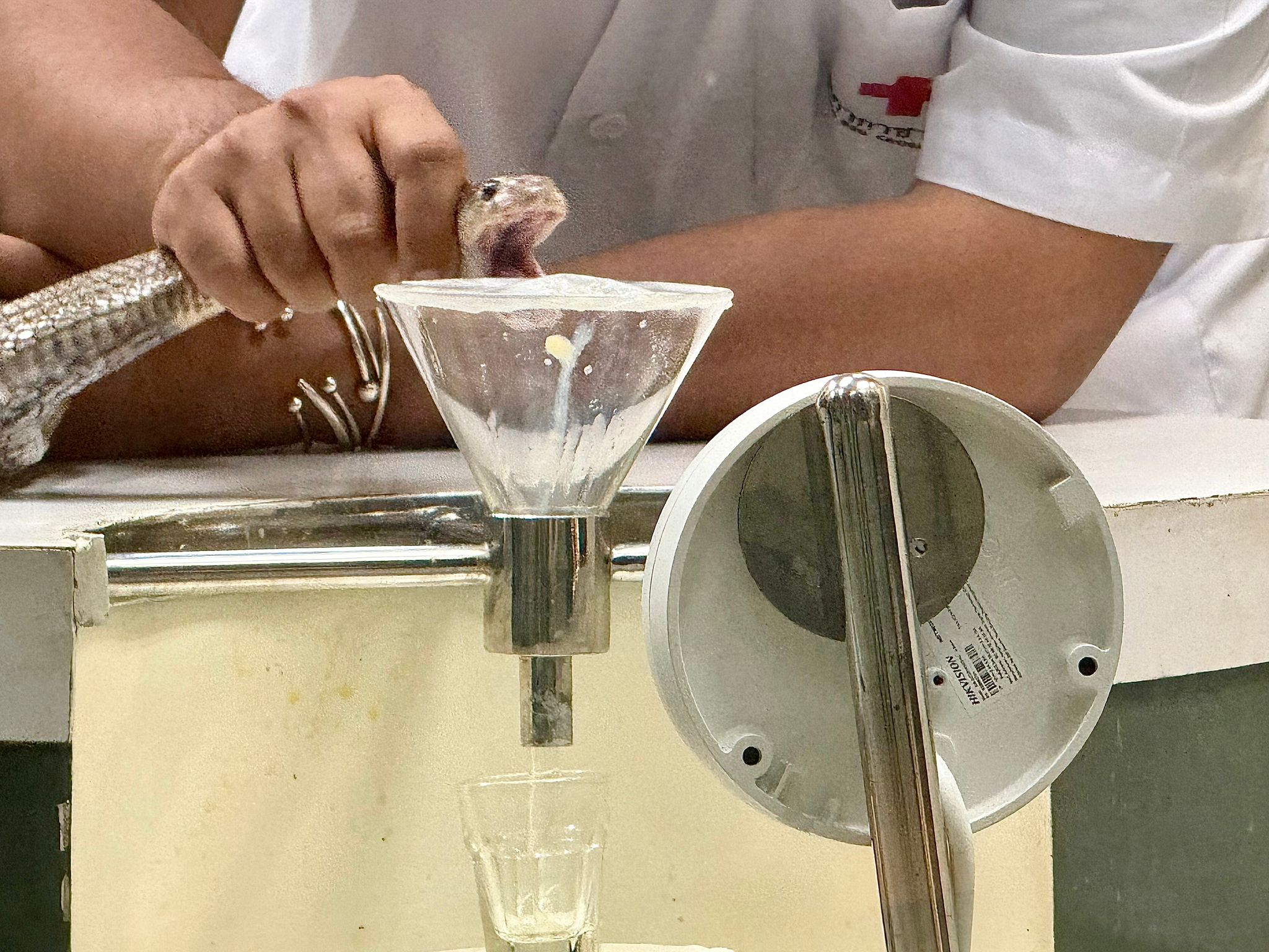 15.000 Tote in Südostasien jährlich - Bangkok melkt Kobras für lebensrettendes Gegengift