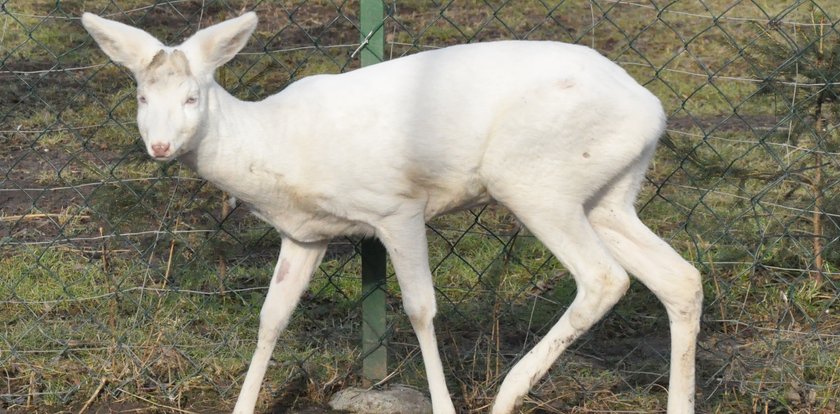 Sarna albinos w polskim lesie! Zdjęcia!