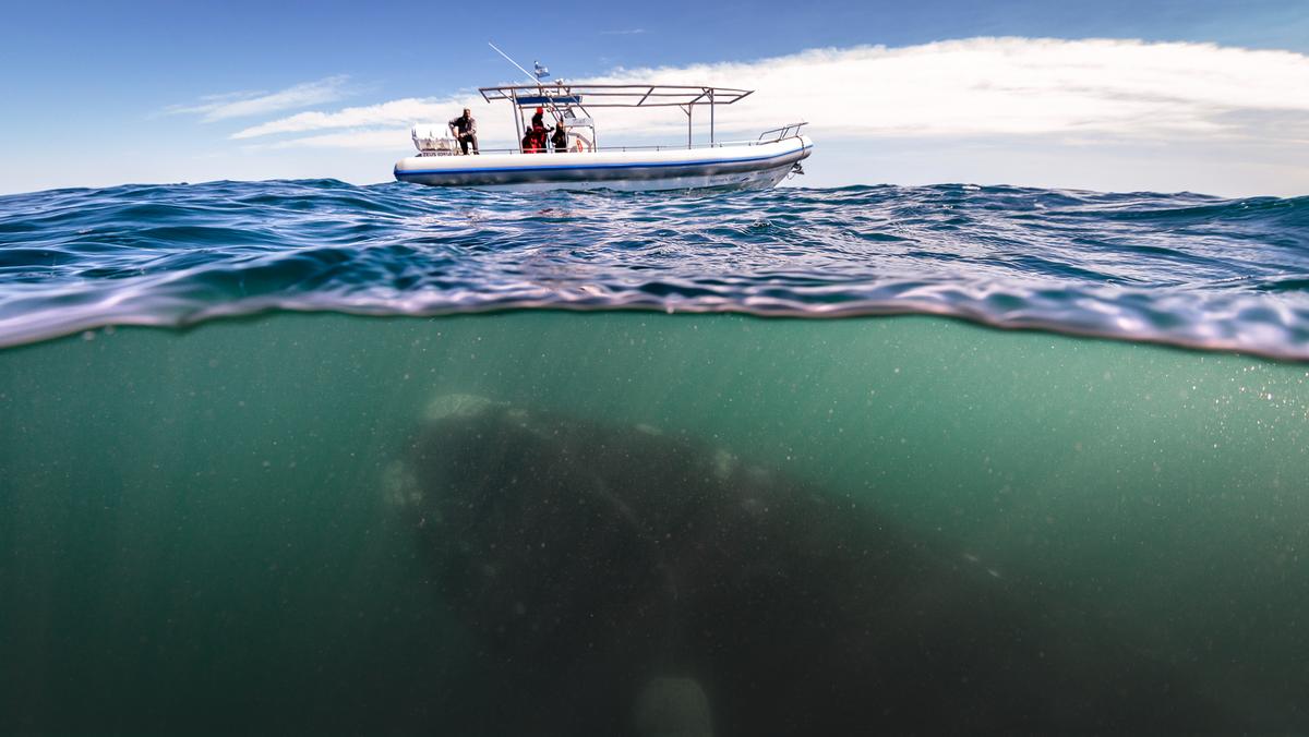 Nurkowanie z wielorybami w Argentynie - Justin Hofman
