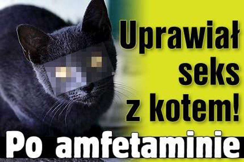 Uprawiał seks z kotem! Po amfetaminie