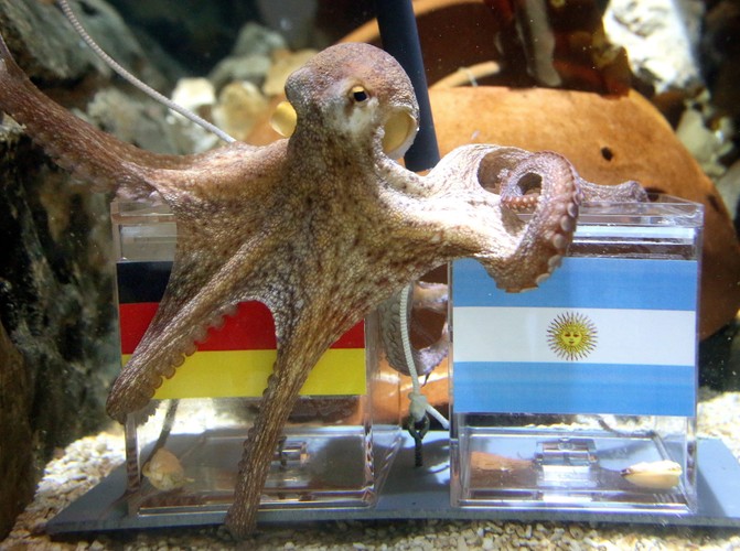 Niemcy i Argentyńczycy szykują się na finał