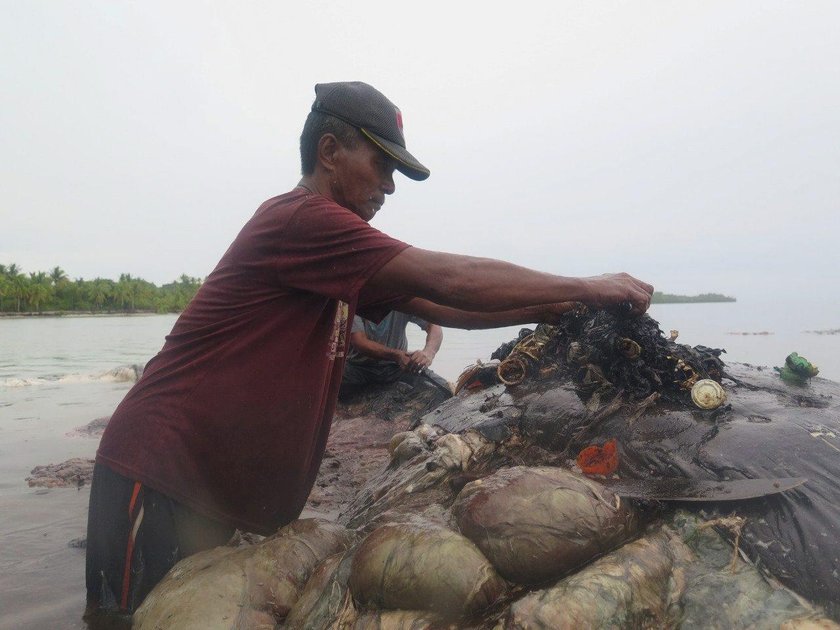 Martwy wieloryb na plaży. Miał w żołądku 6 kg plastiku!