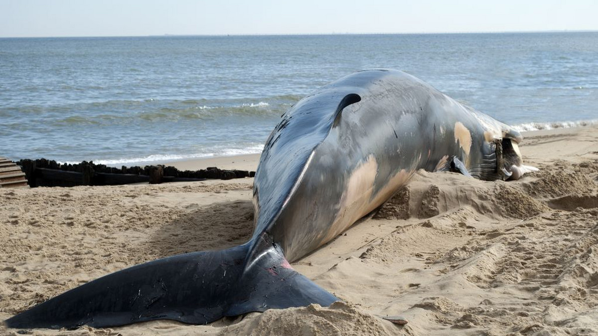 Morze wyrzuciło w środę wieloryba na plażę w nowojorskiej dzielnicy Queens. Służby ratownicze starają się zepchnąć tego morskiego ssaka z powrotem do wody, zanim nadejdzie odpływ - informują amerykańskie media.