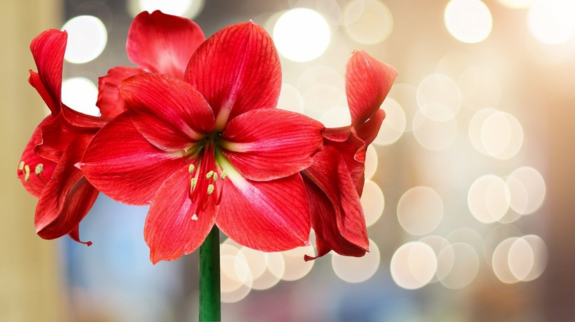 czerwony kwiat cebulowy na boże narodzenie