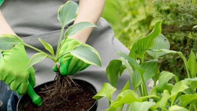 7 bylin do posadzenia w marcu, aby w maju rabata była pełna kwiatów