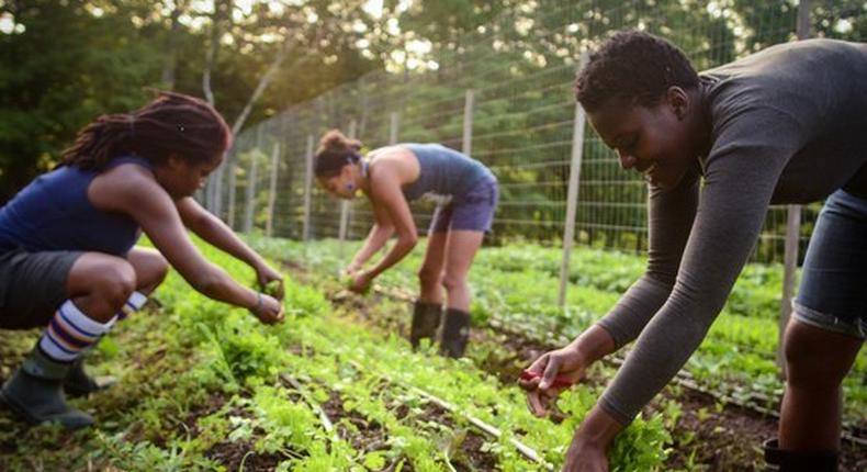 Ebonyi council boss wants young people to be involved in agriculture